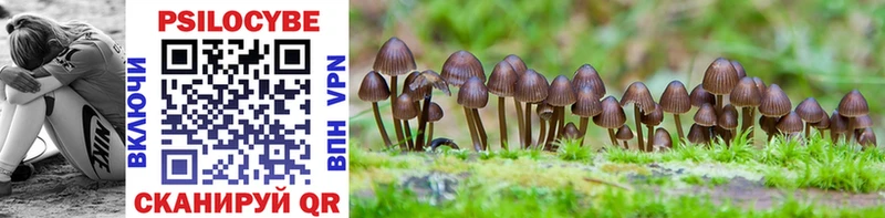 Псилоцибиновые грибы Cubensis  Кущёвская 